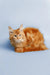 Fluffy orange Maine Coon kitten with long fur and alert expression, perfect companion