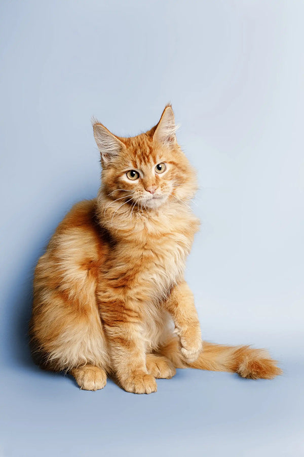 Orange tabby Maine Coon kitten Ragnar sitting upright, looking adorable and fluffy