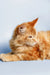 Meet Ragnar, the adorable orange tabby Maine Coon kitten with long fur lying down