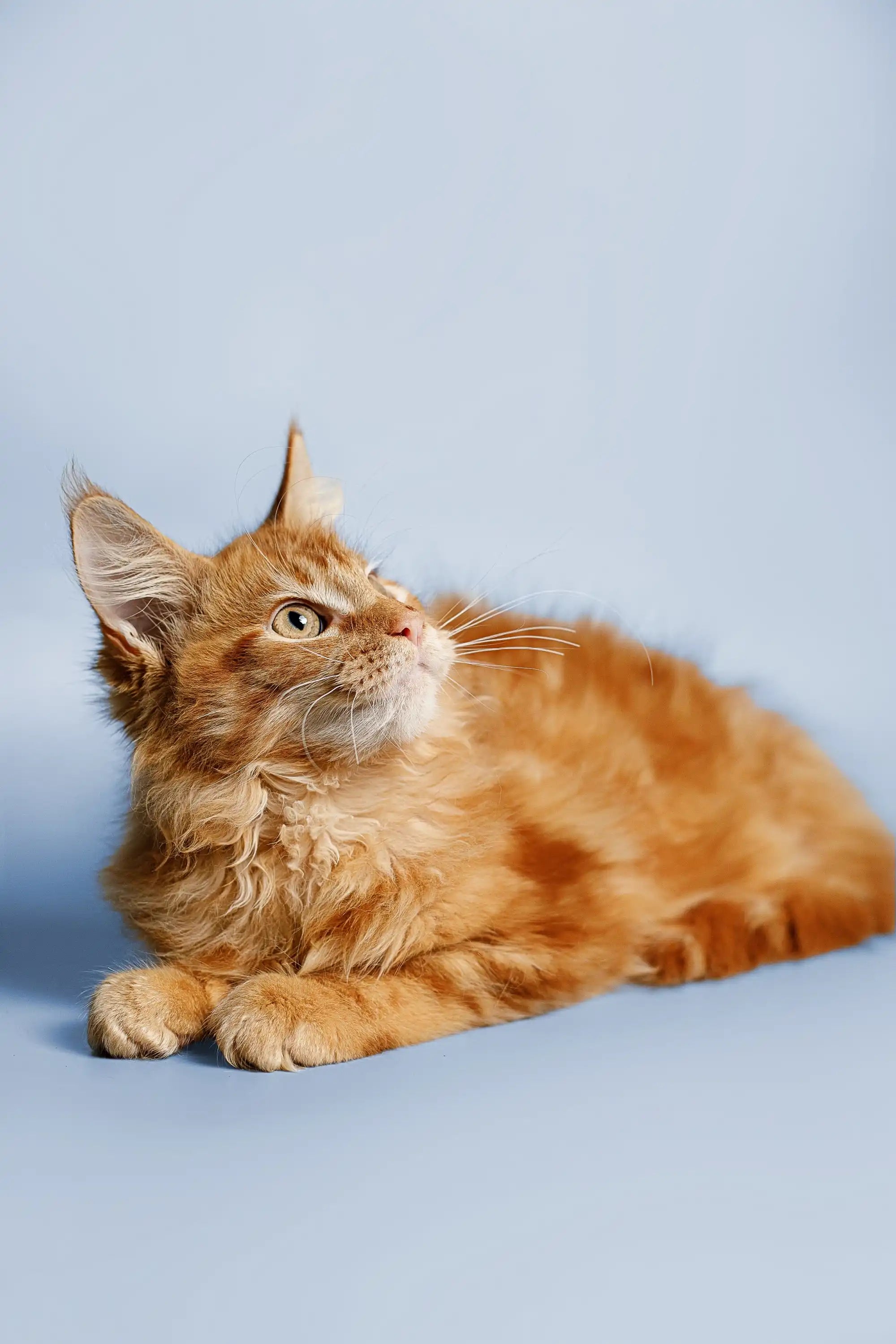 Maine Coon Kittens for Sale | Cats For Ragnar | Kitten