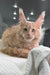 Cream-colored Maine Coon kitten with pointed ears lounging on a white blanket