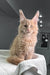 Cream-colored Maine Coon cat with ear tufts sitting on a blanket for Ragnara kitten