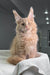 Cream-colored Maine Coon cat with fluffy fur and ear tufts in Ragnara product