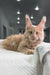 Cream Maine Coon lounging on soft white fabric, showcasing its adorable ear tufts