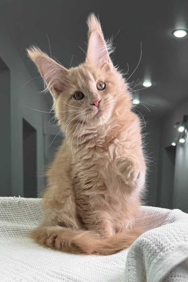 Cream-colored Maine Coon kitten Ragnara with long fur and pointed ears