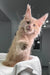 Cream-colored Maine Coon kitten with pointed ears sitting on a white towel