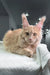 Light orange Maine Coon cat in Ragnara product featuring adorable kitten