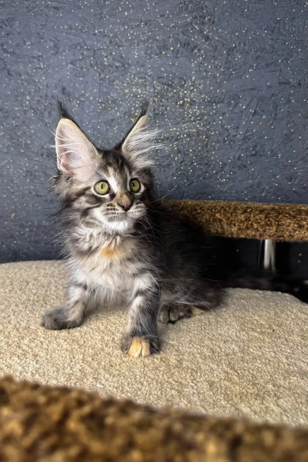 Raila | maine coon kitten