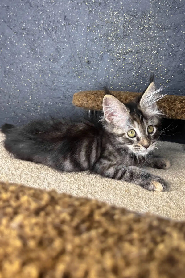 Raila | maine coon kitten