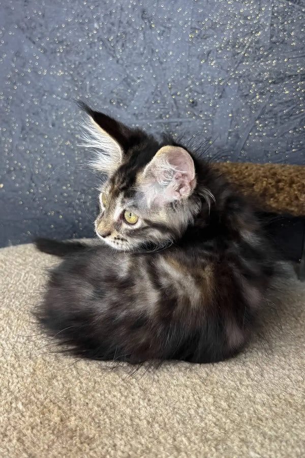 Raila | maine coon kitten