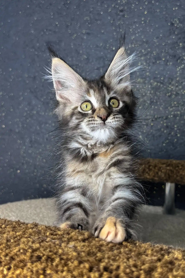 Raila | maine coon kitten
