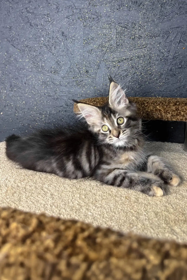 Raila | maine coon kitten