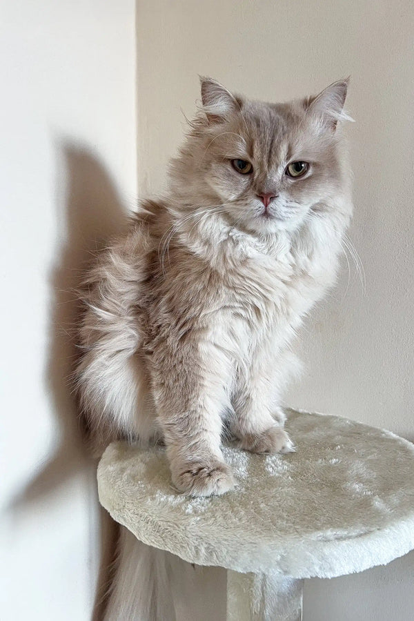 Fluffy gray cat Ralf, a cute British Longhair kitten, being playful and adorable