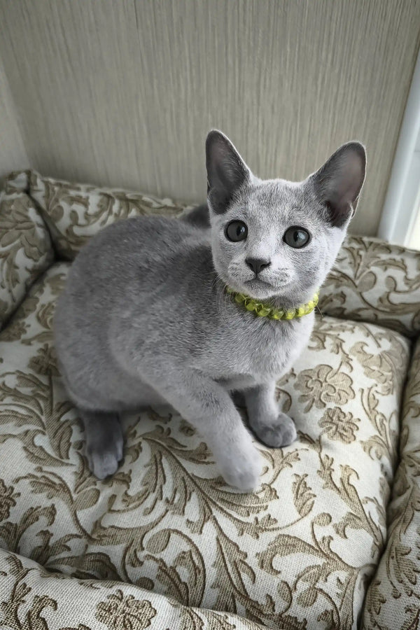 Ralf | russian blue kitten