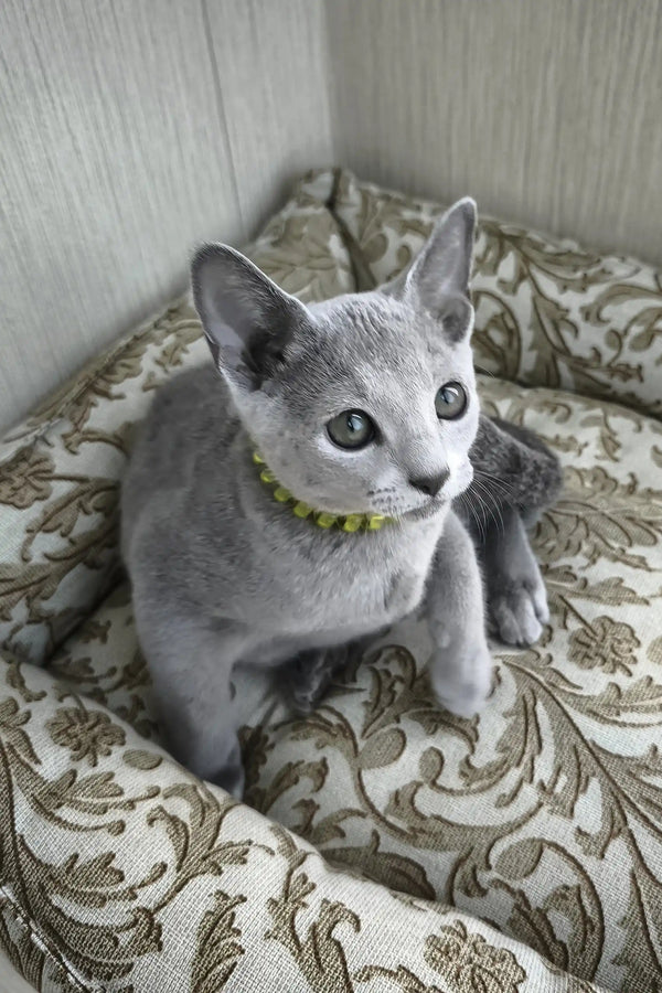 Ralf | russian blue kitten
