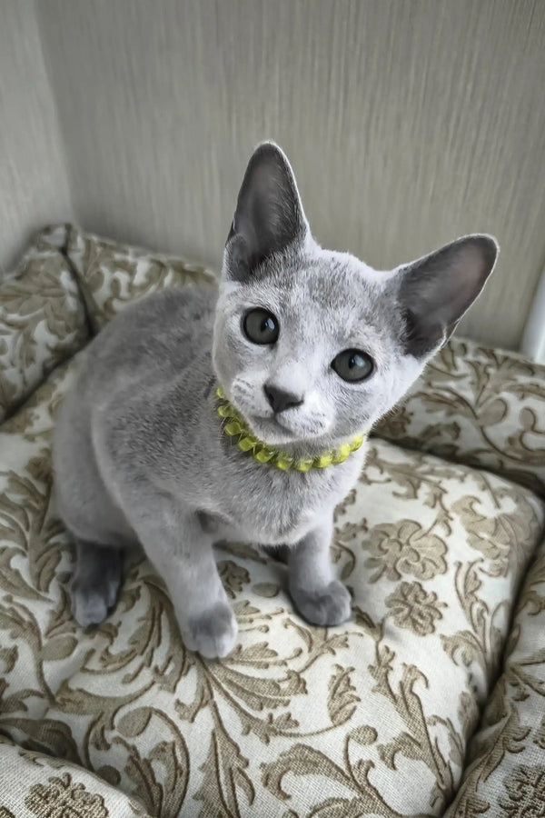 Ralf | russian blue kitten