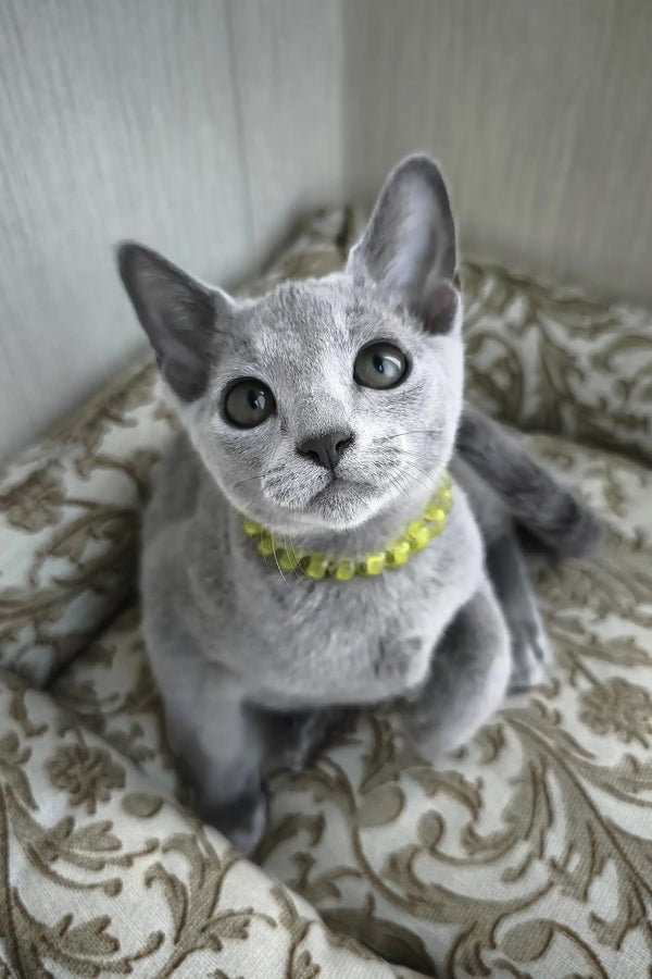 Ralf | russian blue kitten