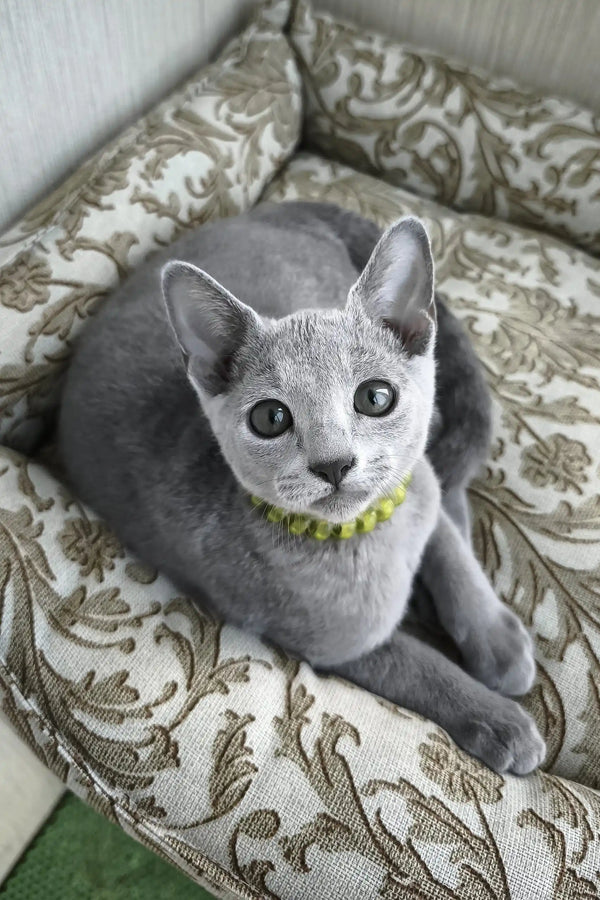 Ralf | russian blue kitten