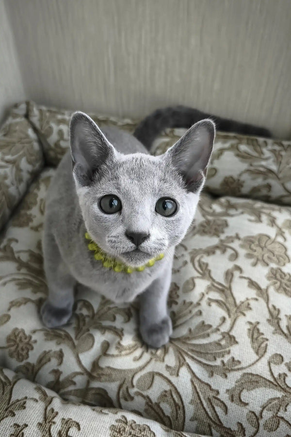 Ralf | russian blue kitten