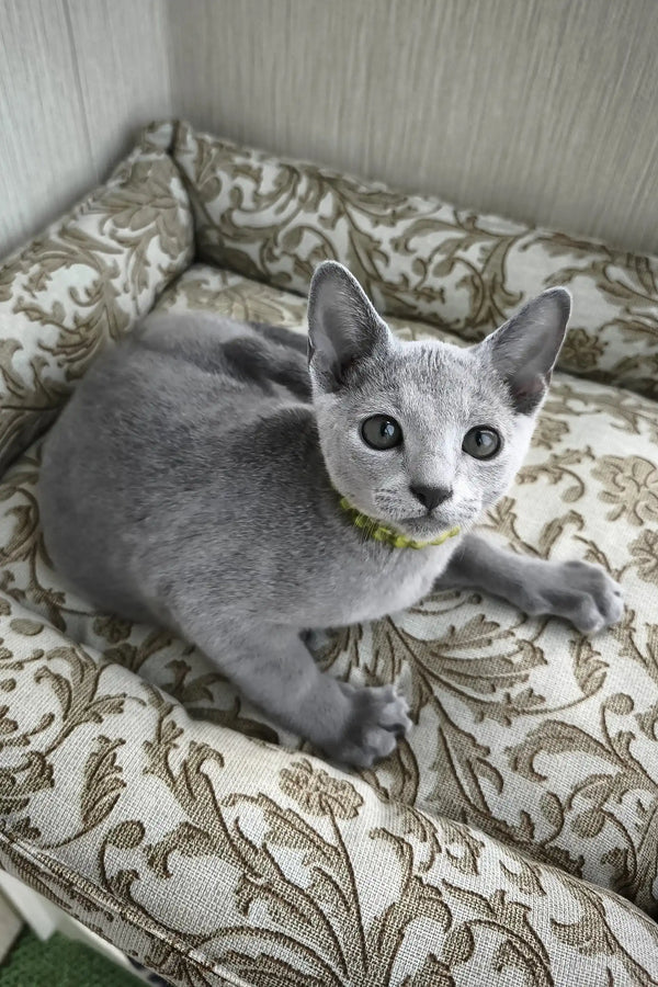 Ralf | russian blue kitten