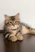 Ralf | siberian kitten