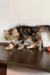 Ralf | siberian kitten