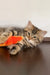 Ralf | siberian kitten