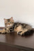 Ralf | siberian kitten