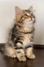 Ralf | siberian kitten