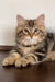 Ralf | siberian kitten