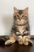 Ralf | siberian kitten