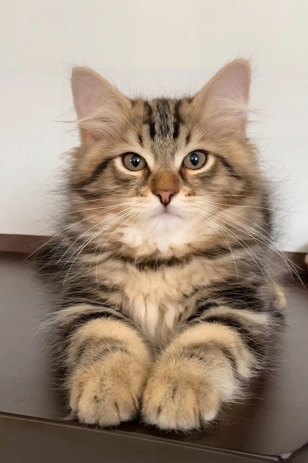 Ralf | siberian kitten