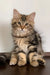 Ralf | siberian kitten
