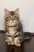 Ralf | siberian kitten