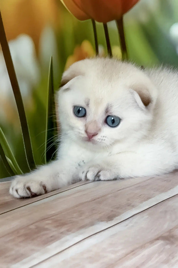 Ralph | scottish fold kitten