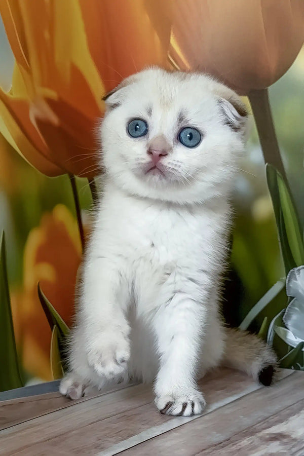 Ralph | scottish fold kitten