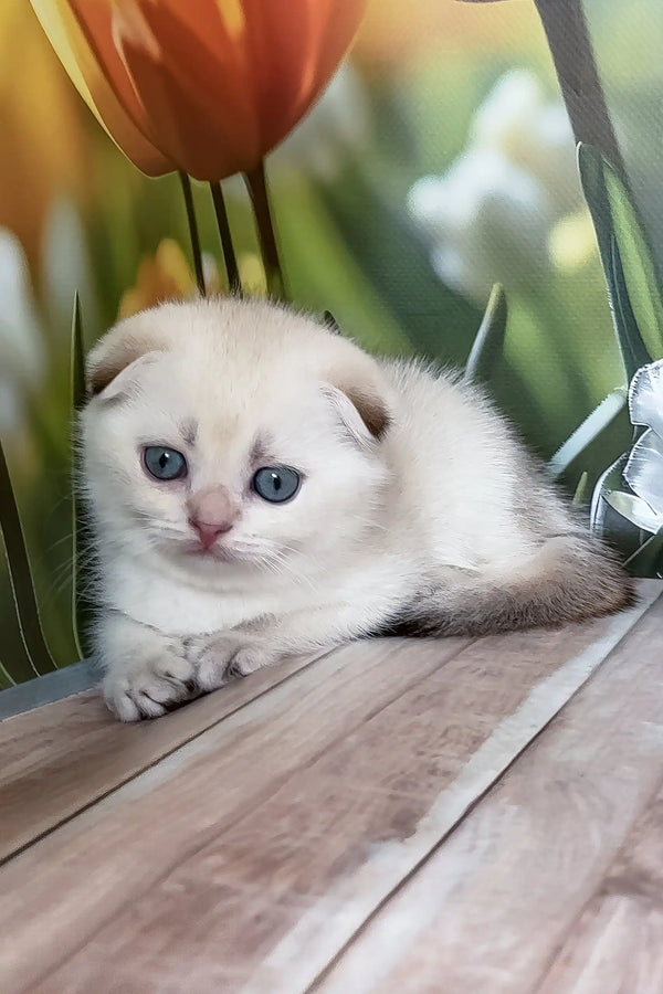 Ralph | scottish fold kitten