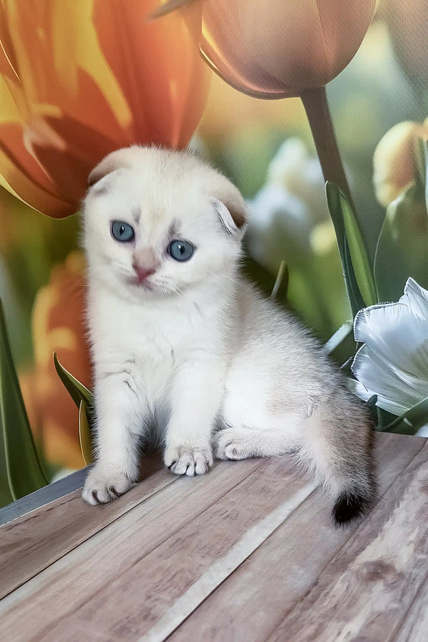 Ralph | scottish fold kitten