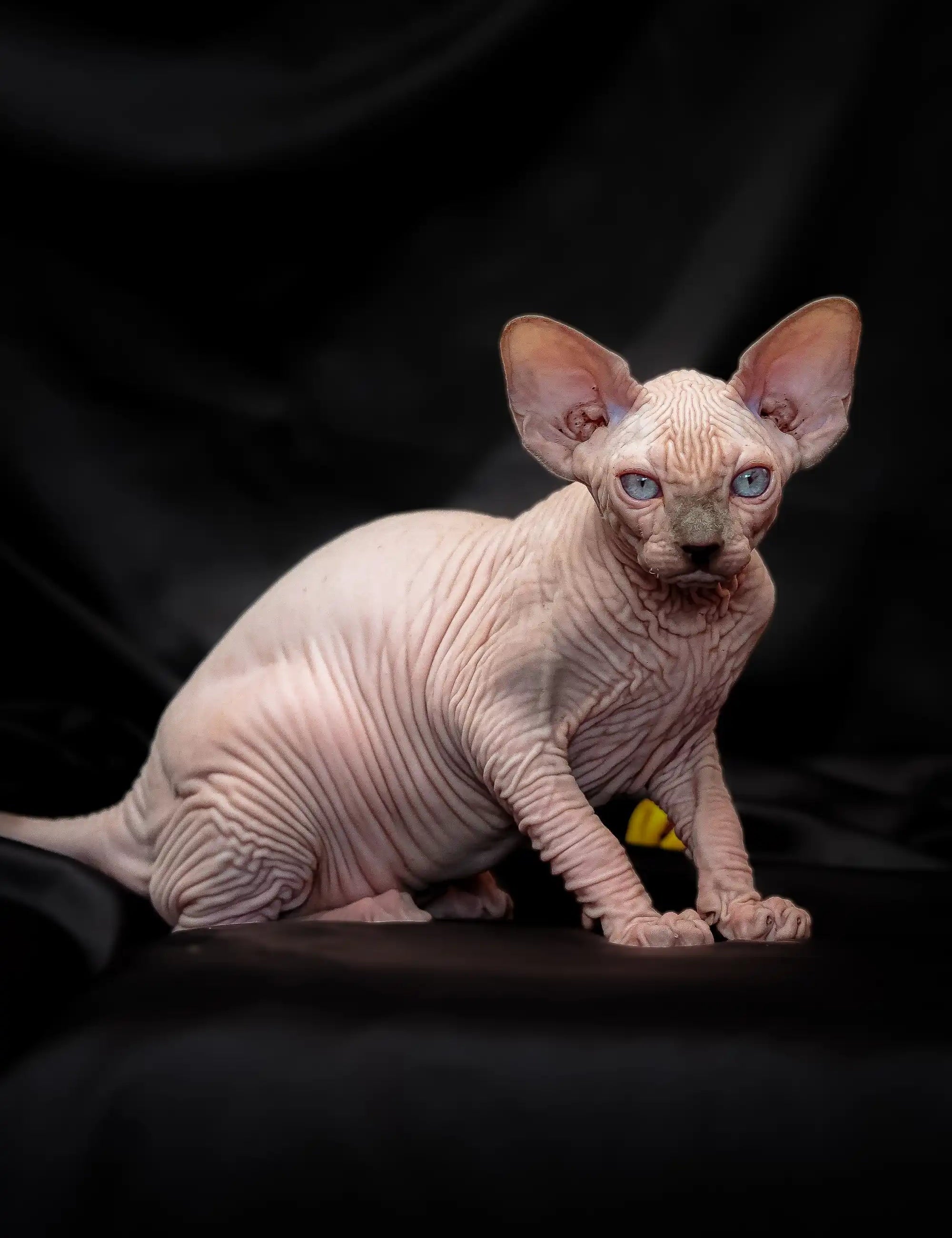 Hairless Sphynx Cats & Kittens for Sale Ralph| Kitten