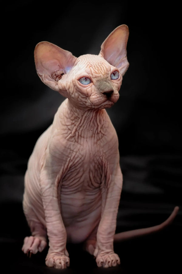Hairless Sphynx kitten Ralph with bright blue eyes and large ears, perfect Canadian Sphynx
