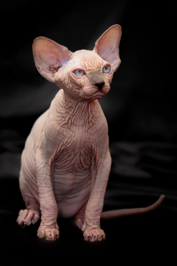 Hairless Canadian Sphynx kitten Ralph with bright blue eyes and large ears