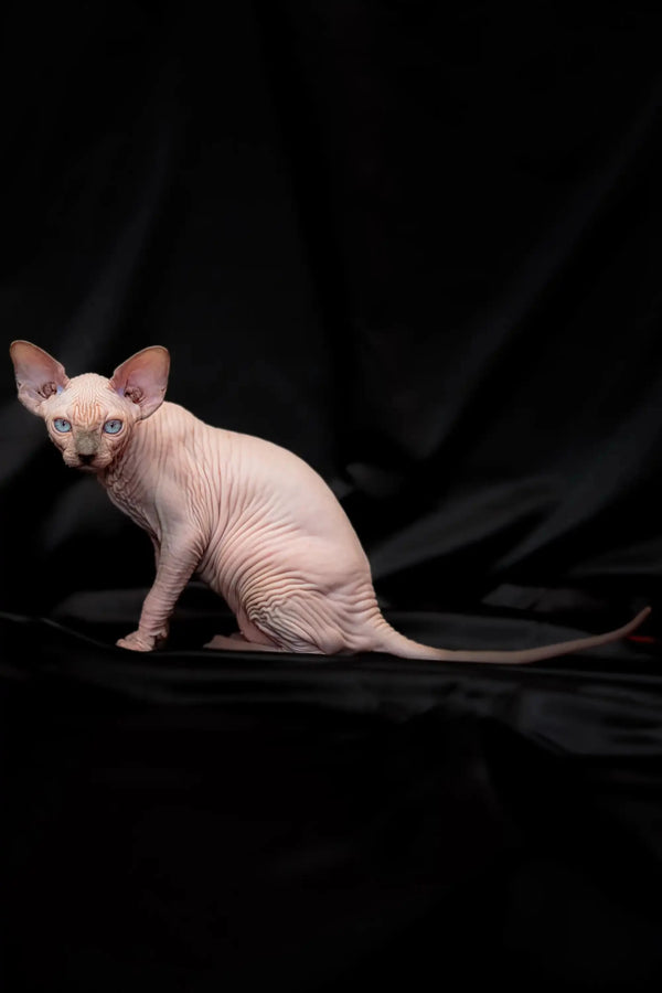 Hairless Sphynx cat with bright blue eyes on a dark surface for Ralph Sphynx Kitten