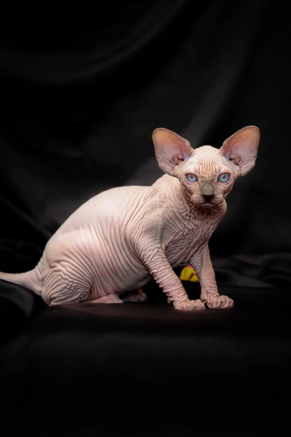 Hairless Sphynx kitten with wrinkled pink skin and large ears.