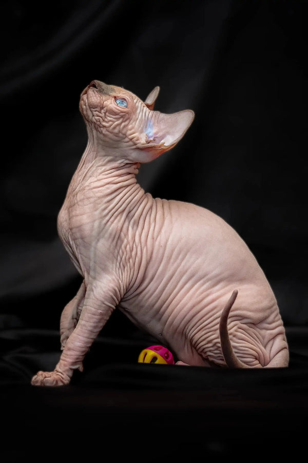Hairless Sphynx kitten Ralph with bright blue eyes and wrinkled pink skin