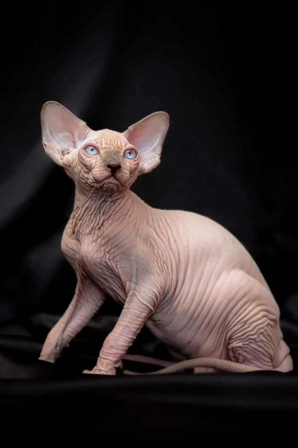 Adorable Hairless Sphynx Kitten Ralph with bright blue eyes and wrinkled skin