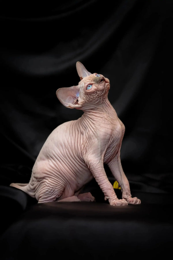 Hairless Sphynx kitten with bright blue eyes, wrinkled pink skin, and big ears