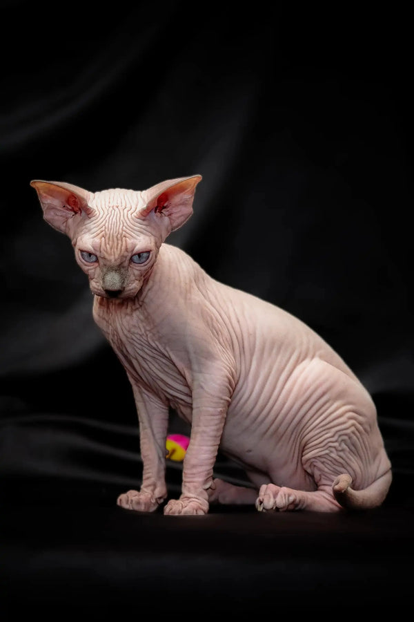 Hairless Sphynx cat with bright blue eyes looking alert in Ralph Sphynx Kitten product