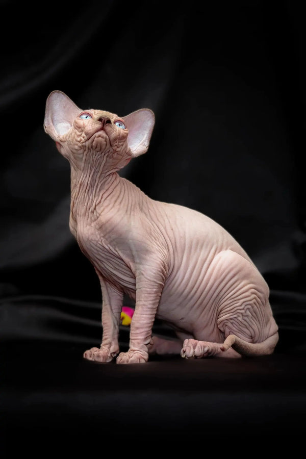 Hairless Sphynx cat with bright blue eyes, large ears, and wrinkled skin for Ralph| Sphynx Kitten