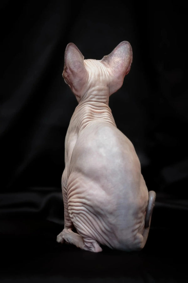 Hairless Sphynx cat with bright blue eyes sitting, perfect for Canadian Sphynx lovers