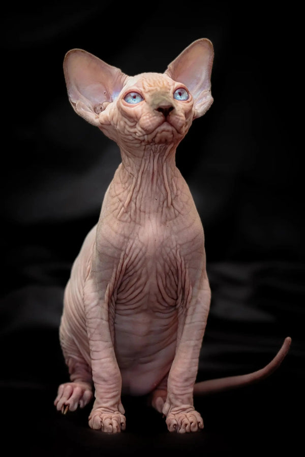 Hairless Sphynx cat with bright blue eyes and large ears from Ralph Sphynx Kitten